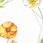 FREE-Poppies and Orange-Canva-Templates (3)